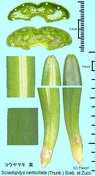 Sciadopitys verticillata (Thunb.) Sieb. et Zucc.FRE}L t