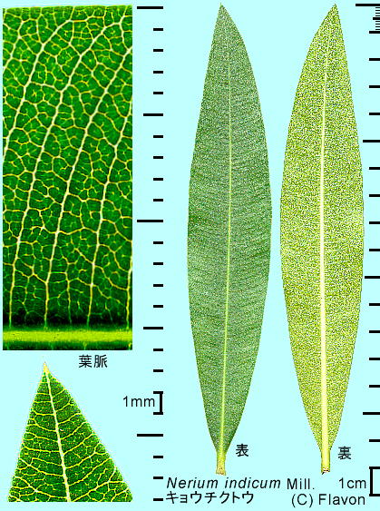 Nerium oleander var. indicum LE`NgE tEt