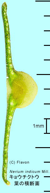 Nerium oleander var. indicum LE`NgE t̉f