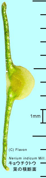Nerium oleander var. indicum LE`NgE t̉f