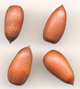Lithocarpus edulis, Nuts }eoVČ