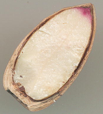 Lithocarpus edulis, Nuts }eoVC