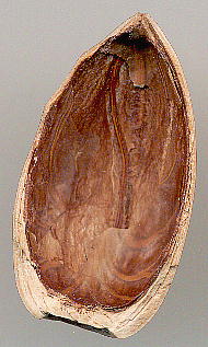 Lithocarpus edulis, Nuts }eoVC