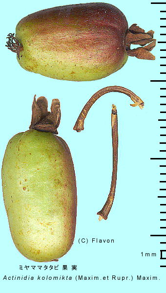 Actinidia kolomikta ~}}^^r ʎ