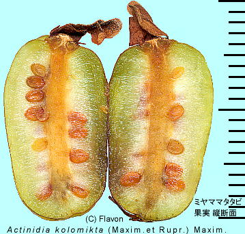 Actinidia kolomikta ~}}^^r ʎ cf