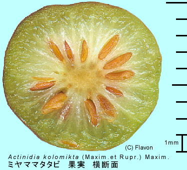 Actinidia kolomikta ~}}^^r ʎ f