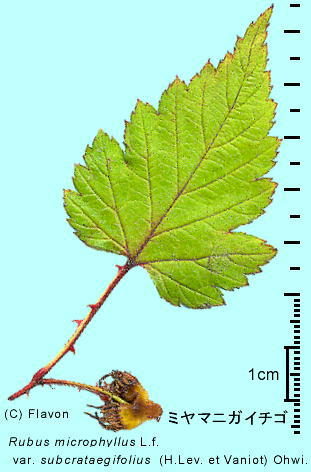 Rubus ubcrataegifolius ミヤマニガイチゴ 葉