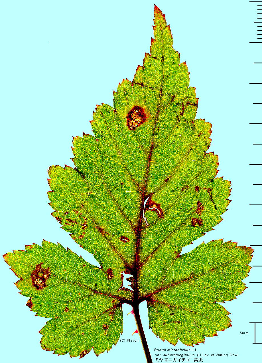 Rubus ubcrataegifolius ミヤマニガイチゴ 葉脈