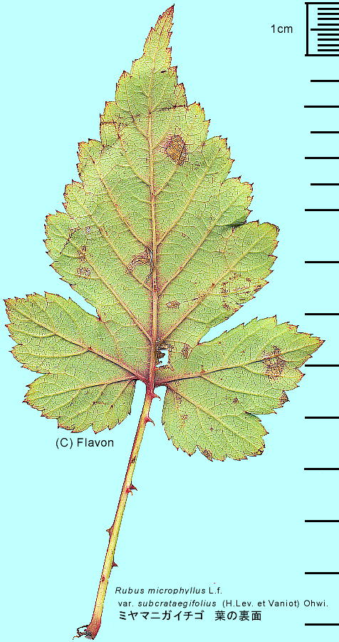 Rubus ubcrataegifolius ミヤマニガイチゴ 葉の裏面