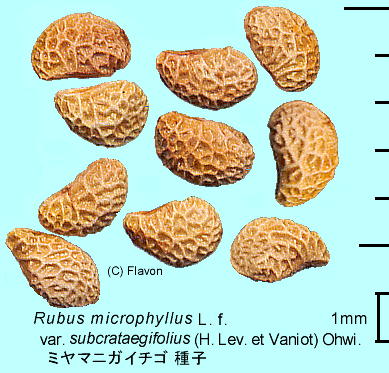 Rubus ubcrataegifolius ミヤマニガイチゴ 種子