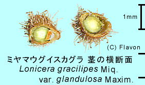 Lonicera gracilipes var. glandulosa ~}EOCXJO s̉f