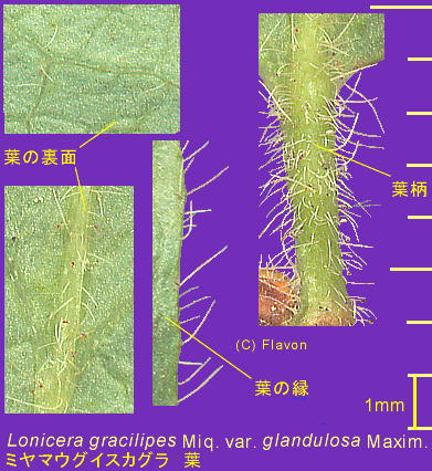 Lonicera gracilipes var. glandulosa ~}EOCXJO tEs