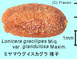 Lonicera gracilipes var. glandulosa ~}EOCXJO q