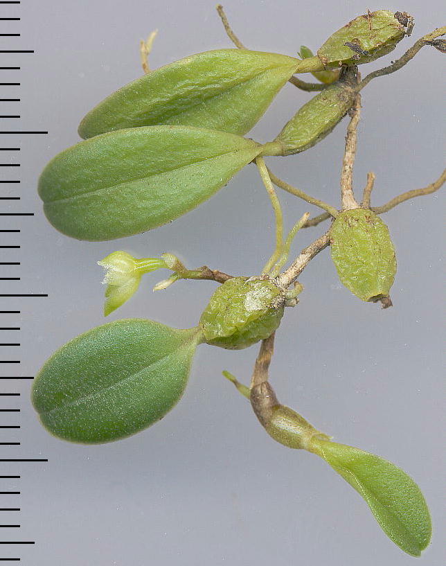 Bulbophyllum inconspicuum M