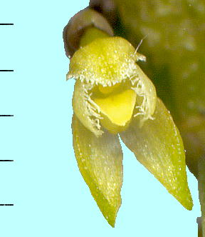 Bulbophyllum inconspicuum : Flower M 