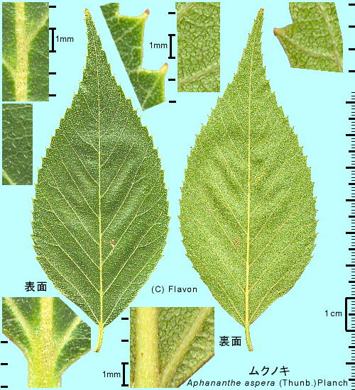 Aphananthe aspera (Thunb.) Planch. NmL t