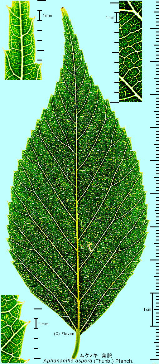 Aphananthe aspera (Thunb.) Planch. NmL t