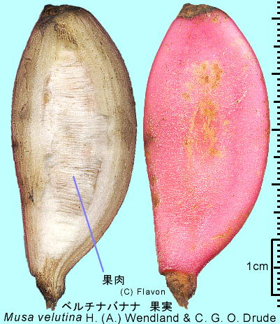 Musa velutina H.Wendland et Drude x`ioii ʎ