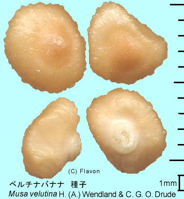 Musa velutina H.Wendland et Drude x`ioii q