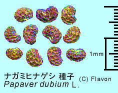 Papaver dubium L. iK~qiQV q