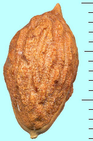 Zizyphus jujuba ic j