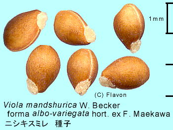 Viola mandshurica f. albo-variegata jVLX~ q