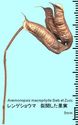 Anemonopsis macrophylla  Sieb. et Zucc. QVE} Jʎ