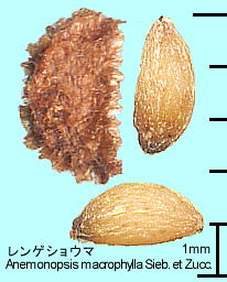 Anemonopsis macrophylla Sieb. et Zucc. QVE} q