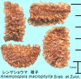 Anemonopsis macrophylla Sieb. et Zucc. QVE} q