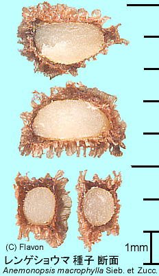 Anemonopsis macrophylla Sieb. et Zucc. QVE} qf