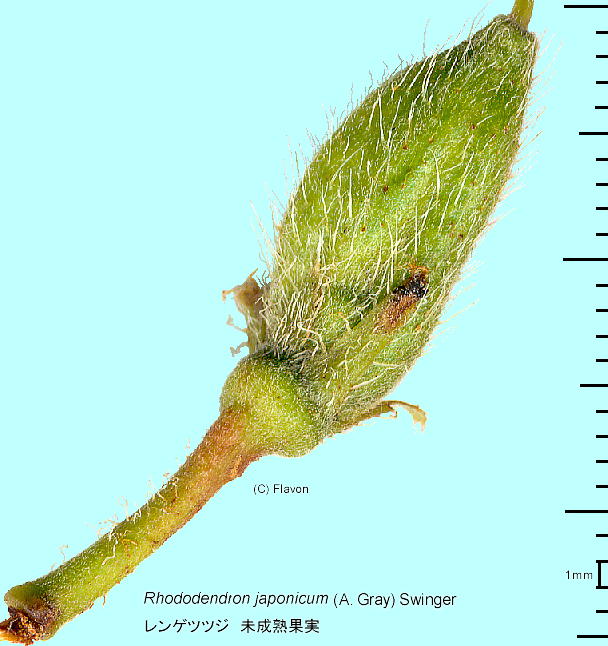 Rhododendron mole subsp. japonicum QccW ʎ