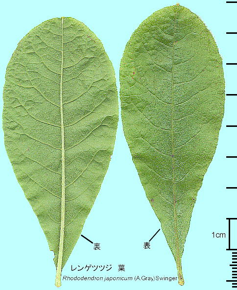 Rhododendron mole subsp. japonicum QccW t