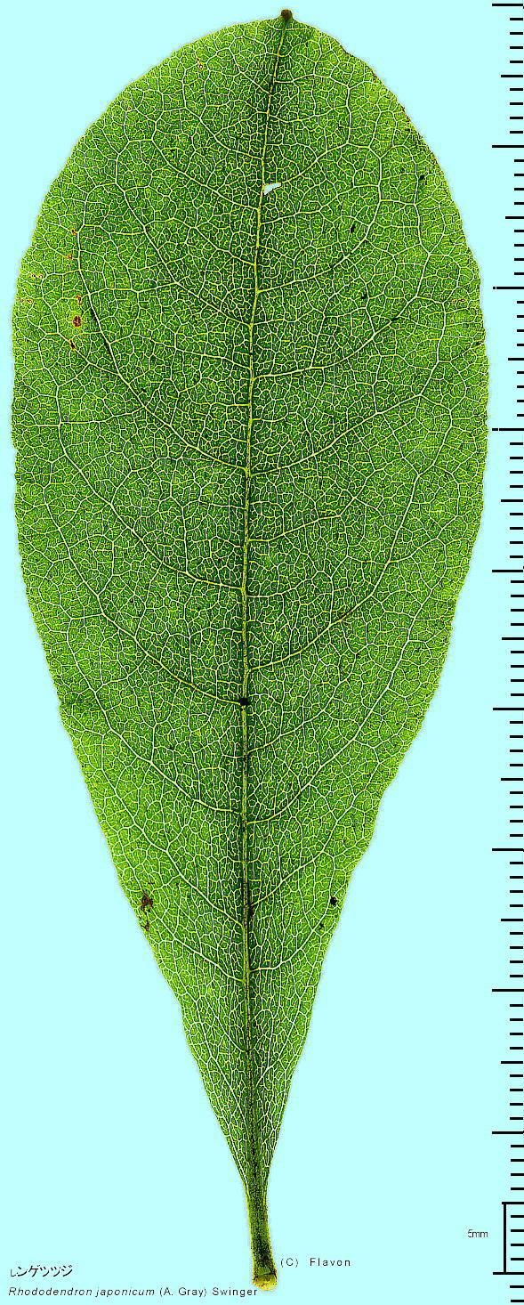 Rhododendron mole subsp. japonicum QccW t