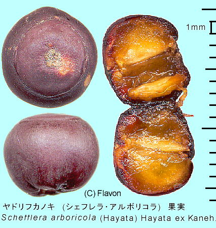 Schefflera arboricola (Hayata) Merr. VFtEA{R ʎ