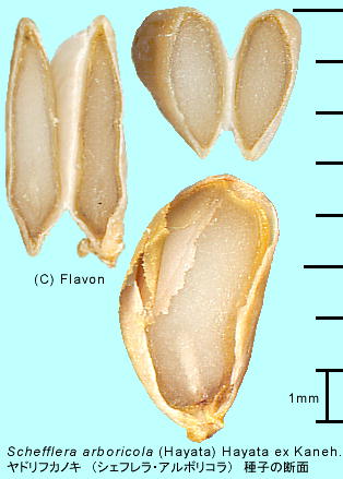 Schefflera arboricola VFtEA{R q̒f
