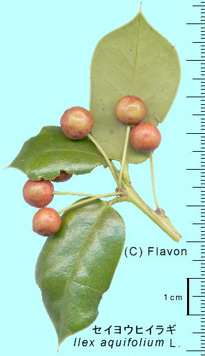 Ilex aquifolium L. ZCEqCM ʎ