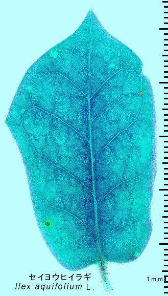 Ilex aquifolium L. ZCEqCM t
