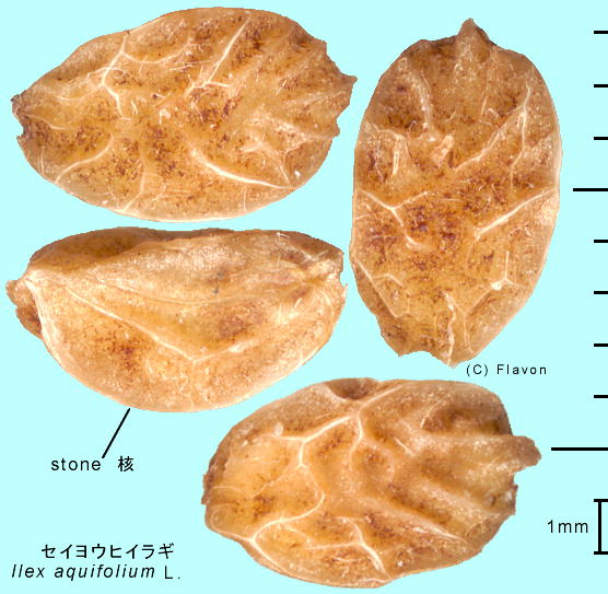 Ilex aquifolium L. ZCEqCM j