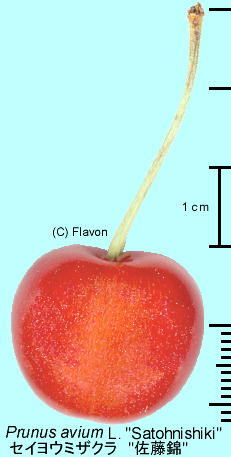 Prunus avium L. 'Satounisiki' ZCE~UN '' ʎ
