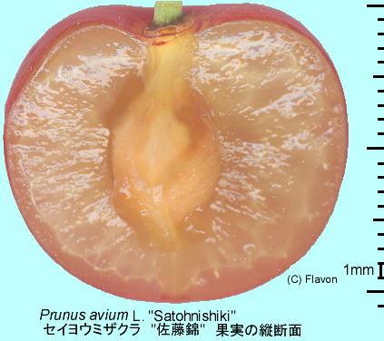 Prunus avium L. 'Satounisiki' ZCE~UN '' ʎ̒f