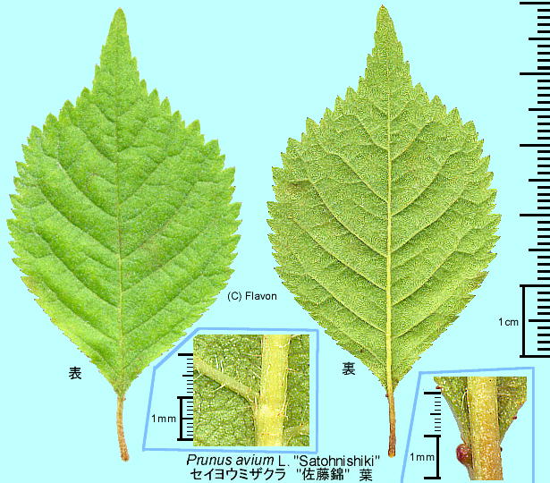 Prunus avium eSatounisiki' ZCE~UN e'̗t