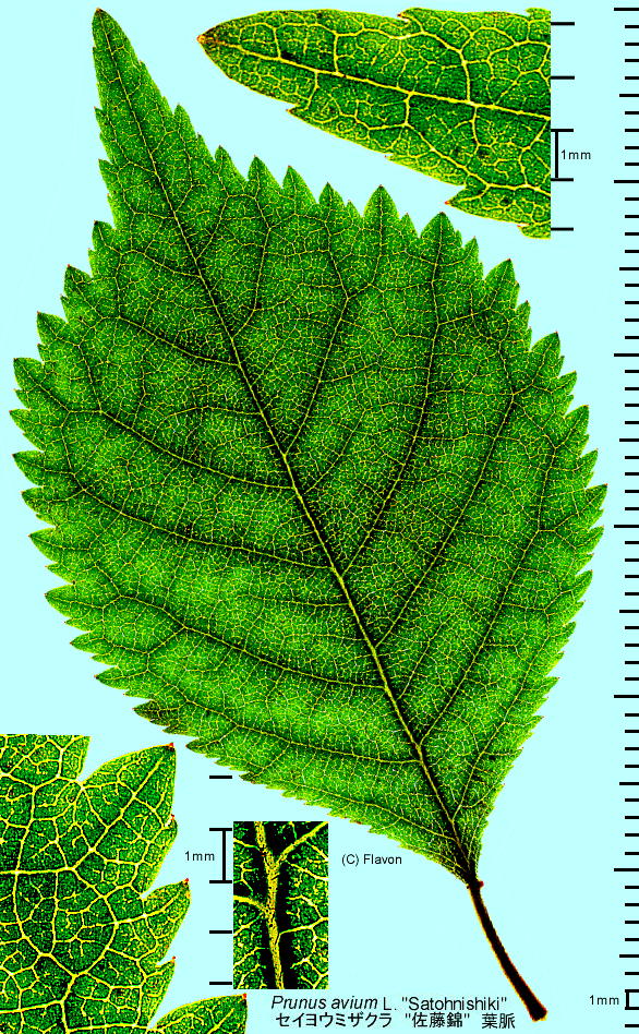 Prunus avium eSatounisiki' ZCE~UN e'̗t