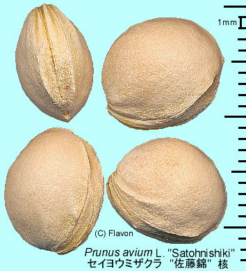 Prunus avium L. 'Satounisiki' ZCE~UN '' j