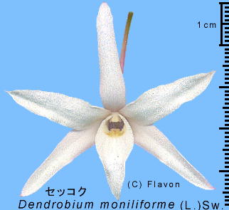 Dendrobium moniliforme (L.) Sw. セッコク 花
