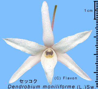 Dendrobium moniliforme (L.) Sw. ZbRN 