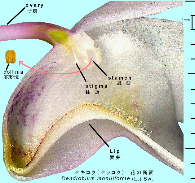 Dendrobium moniliforme (L.) Sw. セッコク 花・花粉塊