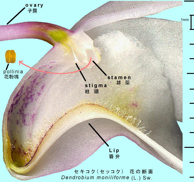 Dendrobium moniliforme (L.) Sw. ZbRN ԁEԕ