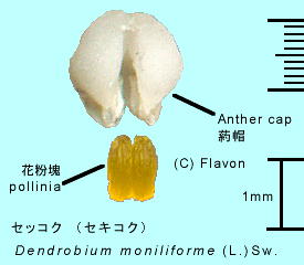 Dendrobium moniliforme (L.) Sw. セッコク 葯帽・花粉塊