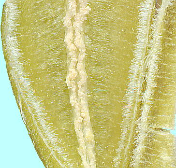 Dendrobium moniliforme セッコクの果実 内壁