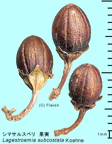 Lagestroemia subcostata Koehne V}TXx ʎ